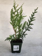 Thuja green giant for sale  Christmas