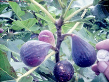 Fig tree cuttings for sale  Willingboro