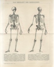 1895 ESQUELETO HUMANO CAVEIRA ANATOMIA MÉDICA Estampa de Gravura Antiga, usado comprar usado  Enviando para Brazil