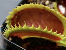 Dionaea muscipula venus for sale  Browns Mills