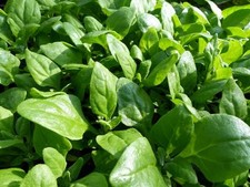 New zealand spinach for sale  Deltona