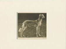 Saluki original vintage for sale  COLEFORD