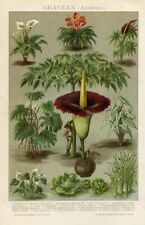 1895 antica stampa usato  Pescara