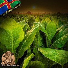 Grown amber leaf for sale  SLEAFORD