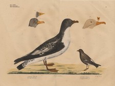 Estampa antiga-PETREL-PROCELLARIA-PRION-Goldfuss-1824 comprar usado  Enviando para Brazil