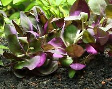 Lobelia cardinalis beautiful for sale  STEVENAGE