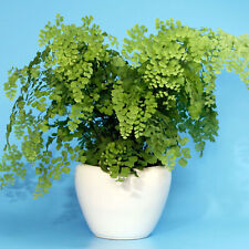 Tropical adiantum fragrans for sale  UK