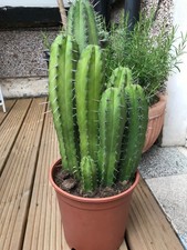 Large polaskia chichipe for sale  COLWYN BAY