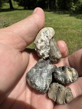 Baculite ammonite segment for sale  Nettleton