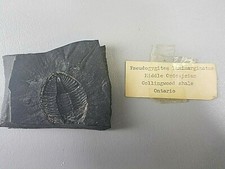 Pseudogygites tanimarginatus c for sale  Cleveland