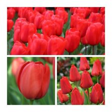 Apeldoorn tulip flower for sale  CANTERBURY