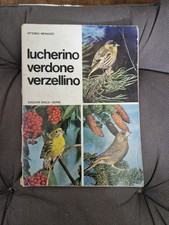 Lucherino verdone verzellino usato  Italia