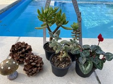 Herbstdeko fliegenpilz pinienz gebraucht kaufen  Deutschland