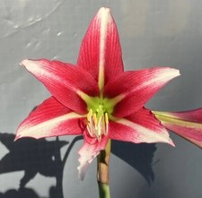 Last hippeastrum trumpet d'occasion  Expédié en Belgium