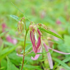 Campanula pink octopus for sale  UK