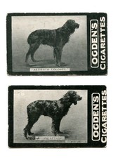 Gordon setter gun for sale  UK