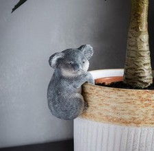 Grey koala plant for sale  PETERLEE