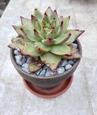Echeveria agavoides sirius usato  Urbisaglia