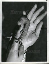 Usado, 1977 Press Photo Baby Kangaroo - DFPC22469 comprar usado Usado, 1977 Press Photo Baby Kangaroo - DFPC22469 comprar usado  Enviando para Brazil