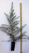 Deodar cedar live for sale  Albany