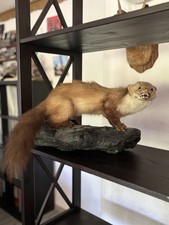 steinmarder gebraucht kaufen steinmarder gebraucht kaufen Eisleben