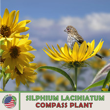 Compass plant seeds for sale  Venice