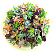 Rosettes varieties succulent for sale  Highland