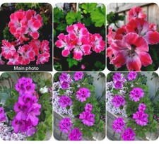 Two rare geranium for sale  San Jose