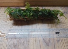 Christmas moss thick for sale  CREDITON