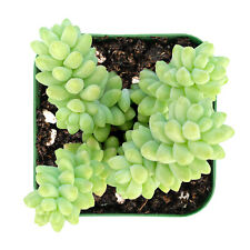Burro tail donkey for sale  Fallbrook