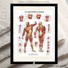 Muscolatura umana stampa usato Muscolatura umana stampa usato  Siculiana