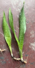 Snake plant rooted for sale  Venice