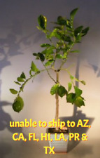 Flowering persian lime for sale  Patchogue