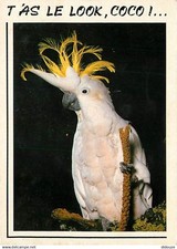 Animals birds parrot d'occasion  Expédié en Belgium