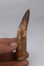 Dent spinosaure 104mm d'occasion  Forcalquier