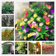 Exotic rare jasmine for sale  Goldsboro