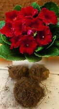 Gloxinia defiance red for sale  ALFRETON