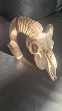 Rams skull for sale  CHELMSFORD