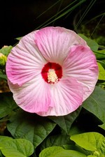 Luna pink swirl for sale  Wichita