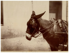 étude animaux âne d'occasion  Pagny-sur-Moselle