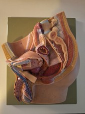 Anatomie mänlichen beckens gebraucht kaufen  Berlin