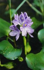 Wow water hyacinths for sale  Sebastopol