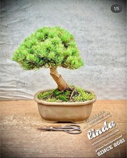 Pinus parviflora bonsai usato  Spedire a Italy