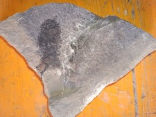 Kleiner ganoidfisch breitenhei gebraucht kaufen  Sprendlingen