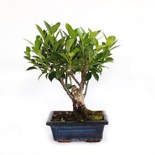 Bonsai ficus microcarpa usato  Agliana