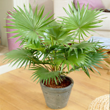 Decorative indoor plant for sale  UK
