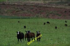 Photo 6x4 zwartbles for sale  FAVERSHAM