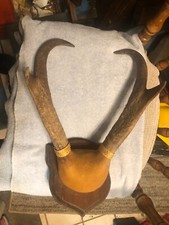 Pronghorn antelope horn for sale  Sapulpa
