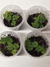 Oak leaf creeping for sale  WOLVERHAMPTON