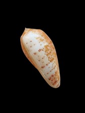 Shell conchiglia conus usato  Forano